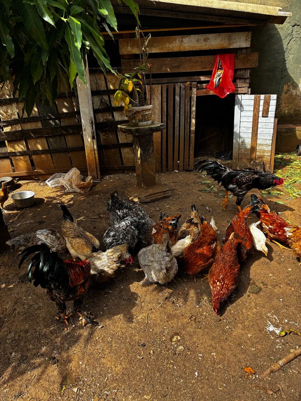 Galinhas e galo - Foto 2