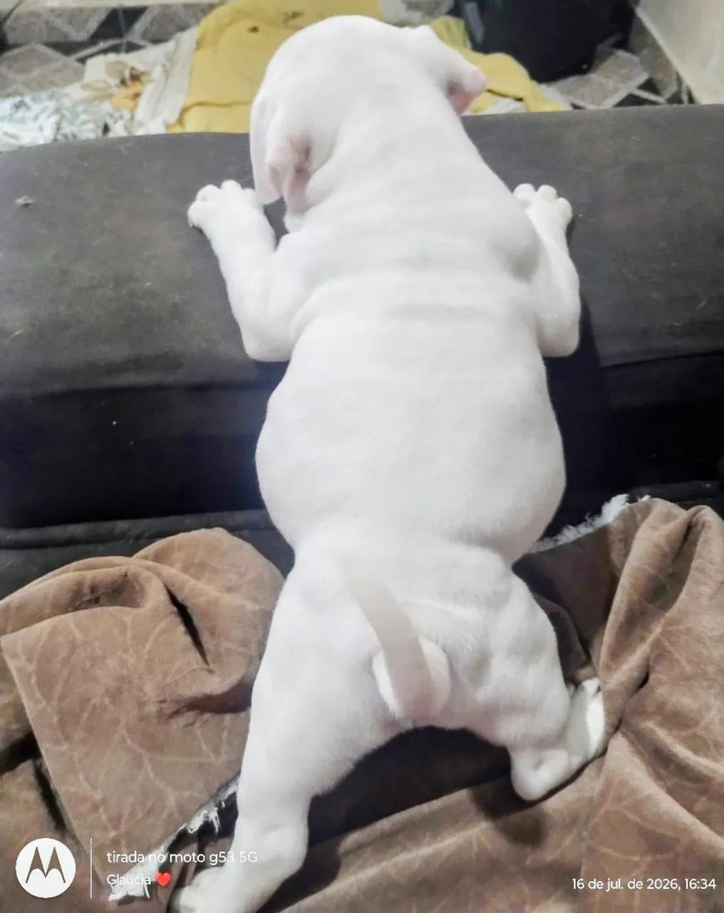 AMERICAN BULLY MACHO - Foto 3