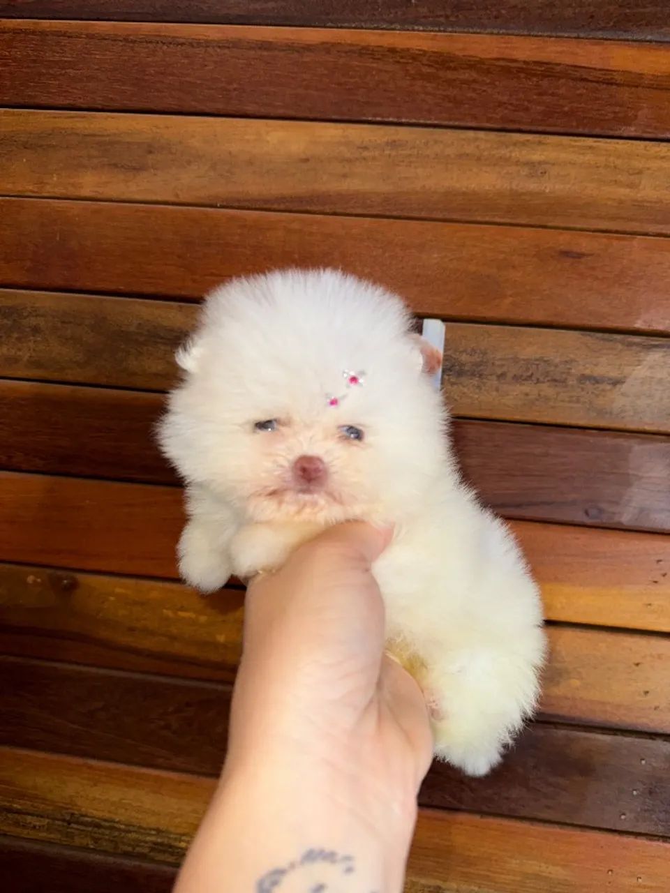 Spitz alemão - ursinho  - Foto 4