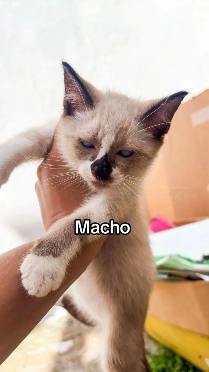 Adoção de gatinhos  - Foto 4