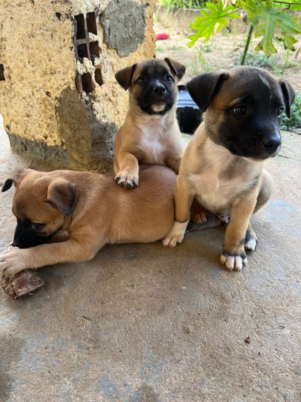 Cachorro filhote pastor malenoar  - Foto 3