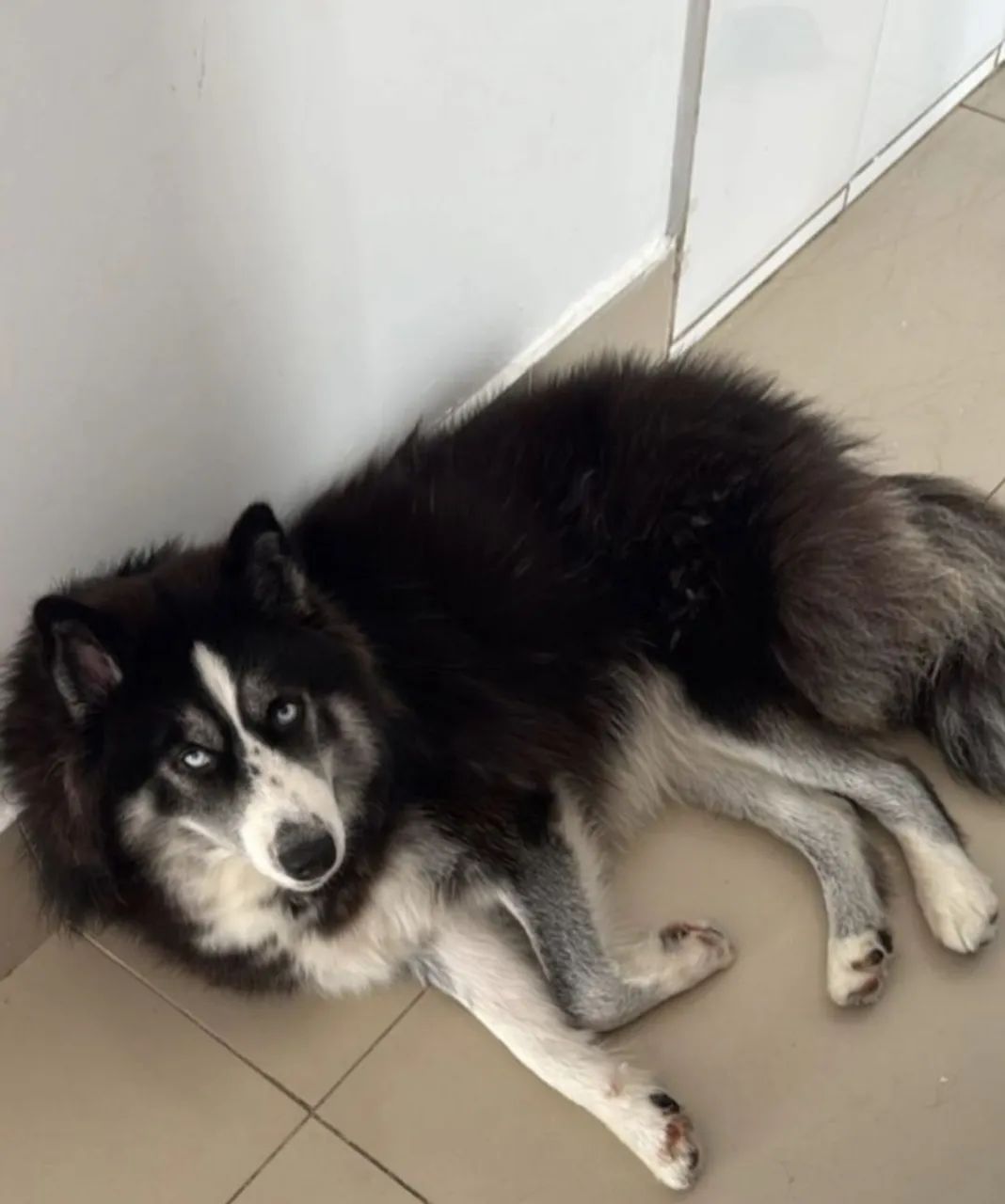 Husky siberiano  - Foto 5