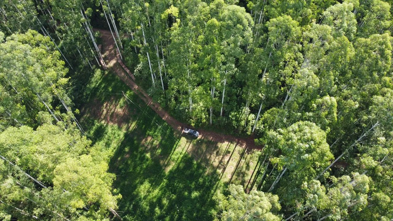 Floresta de Eucalipto 