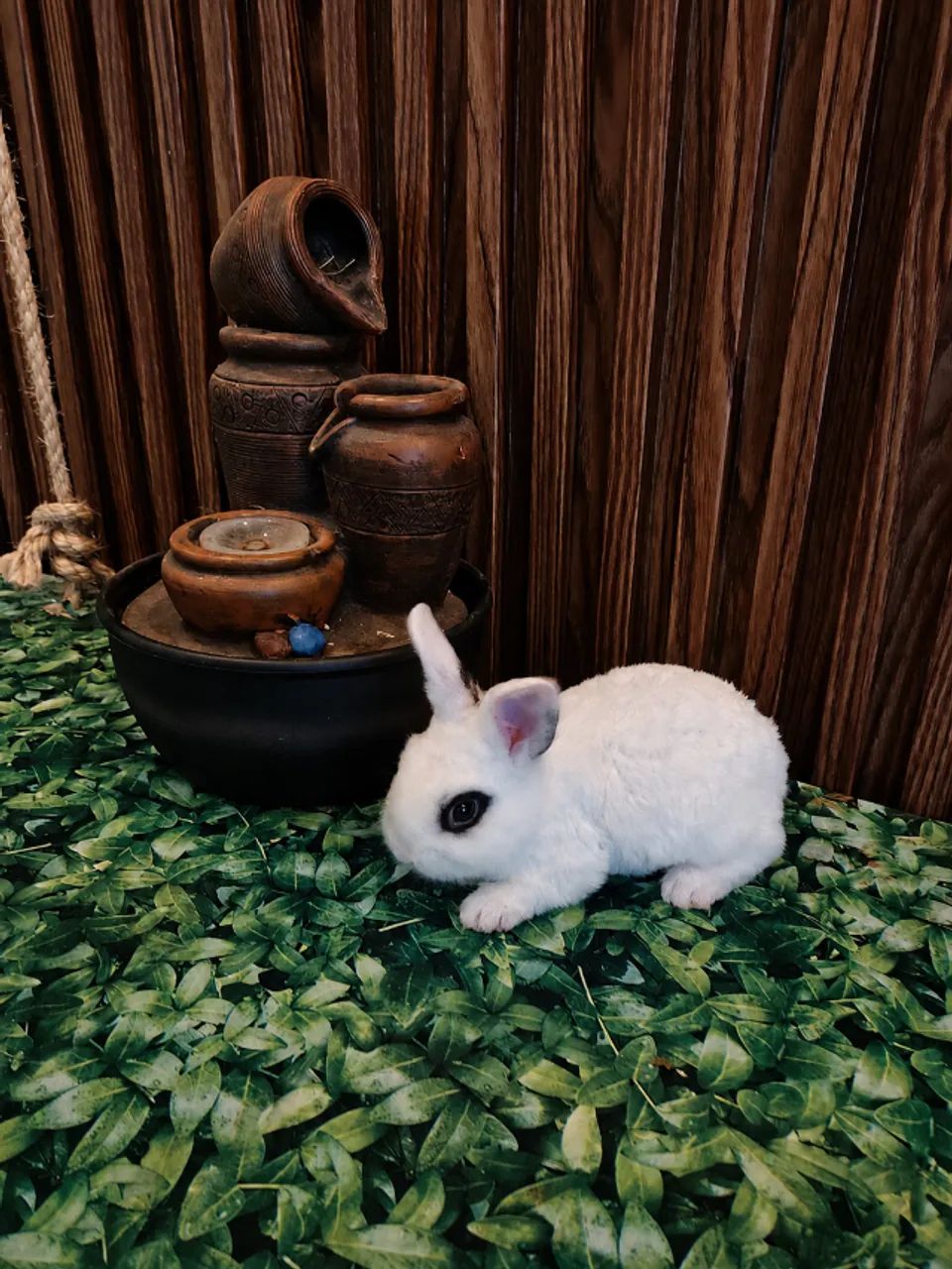 Mini coelhos - Foto 5