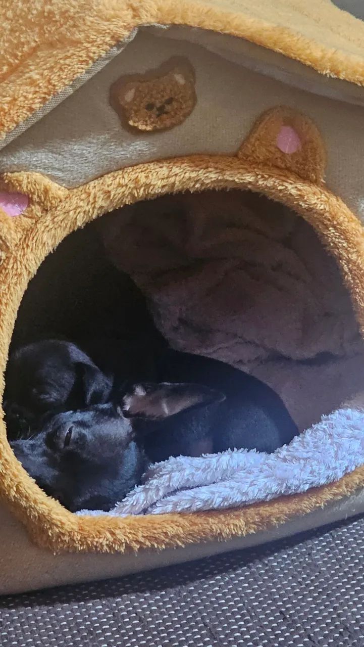 Pinscher Paulistinha - Foto 5