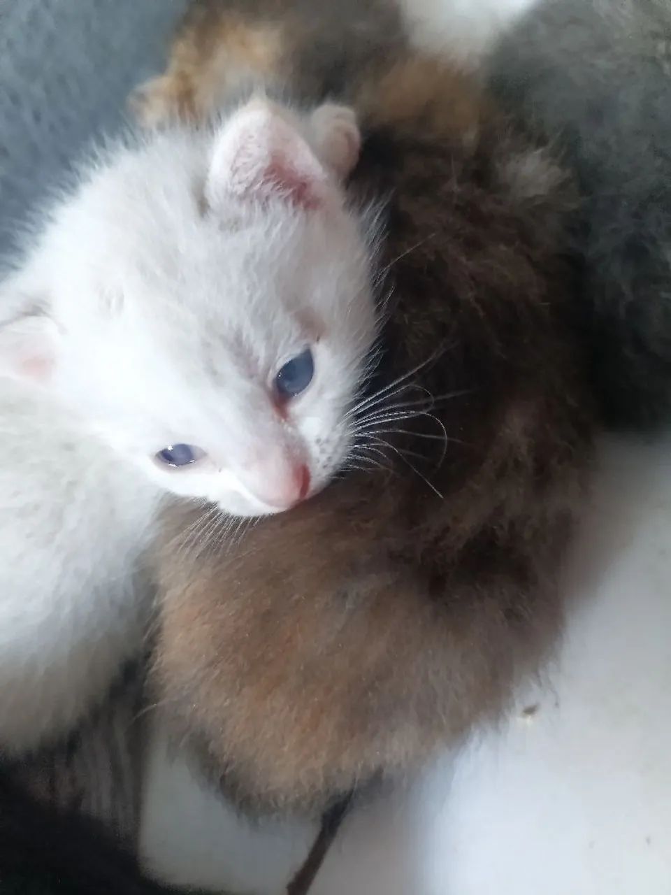 Doação de gatos  - Foto 4