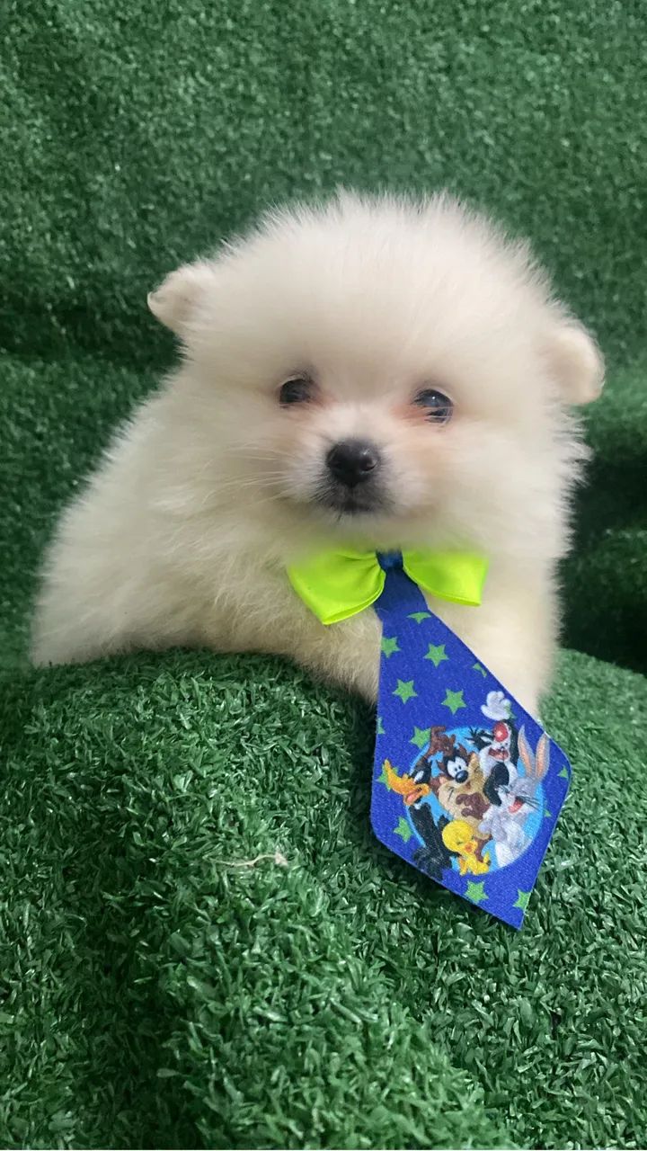 Spitz alemão - Foto 3