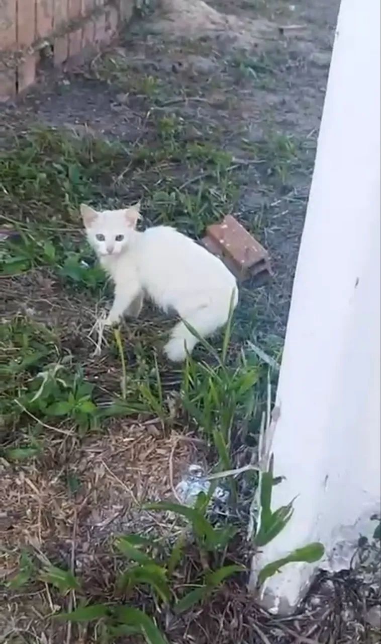 Doação de gatinho de rua cuidado - Foto 2
