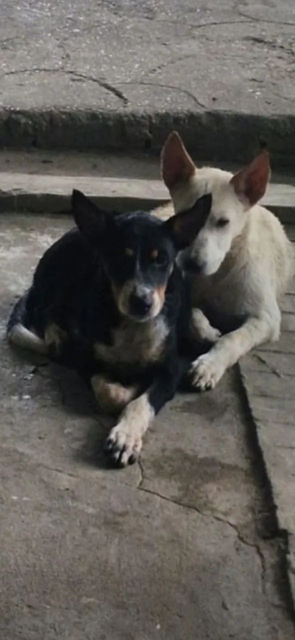 Cachorro macho 4 meses pra doar - Foto 4