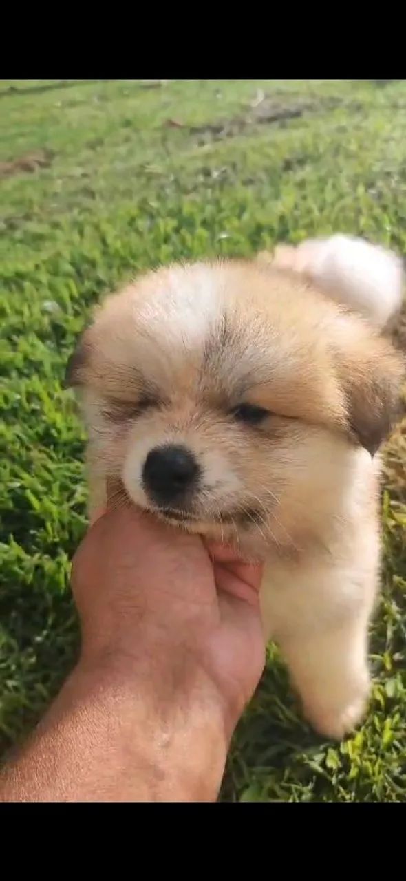 Akita vermelha  - Foto 2