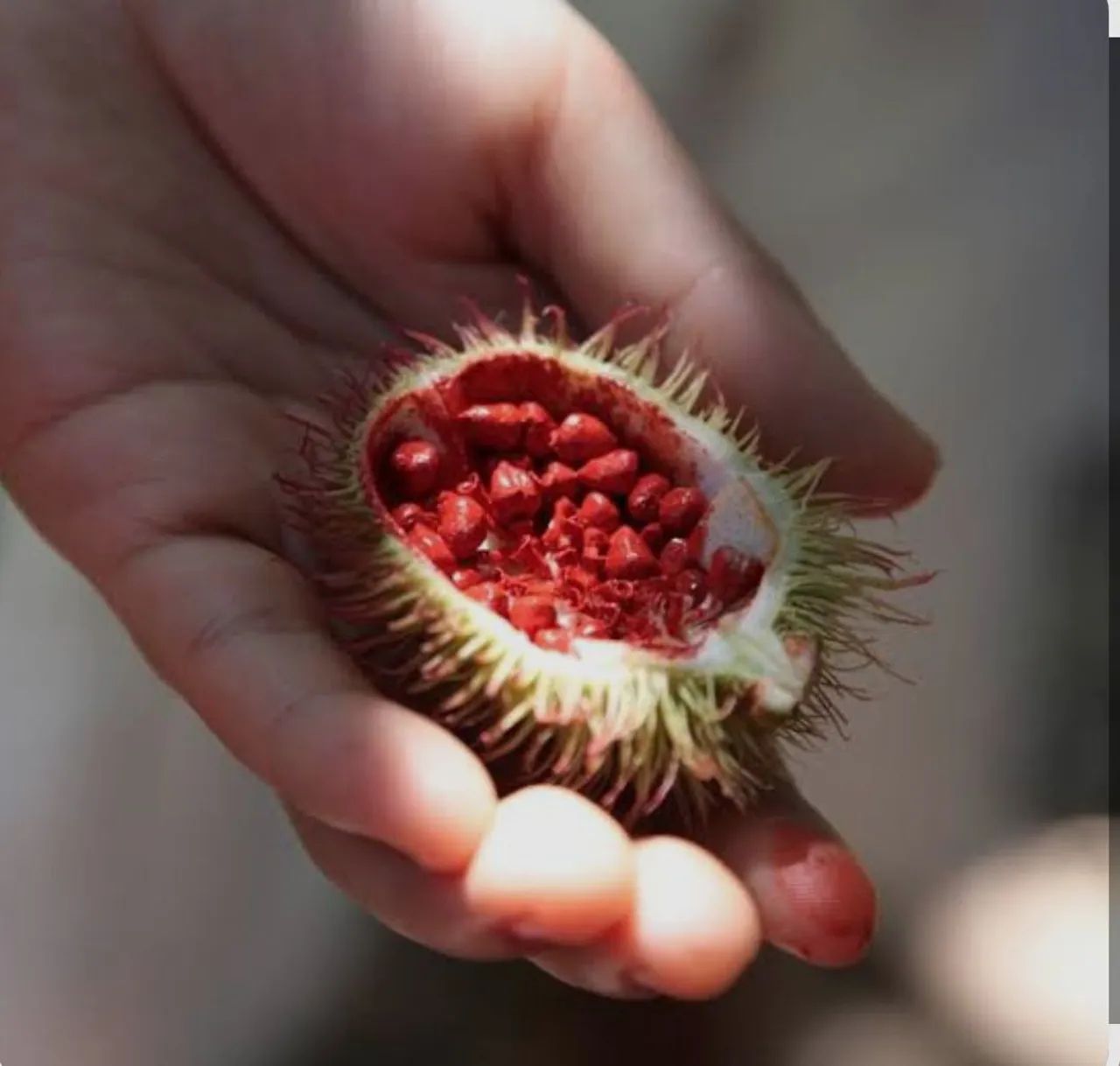 Urucum  - Foto 2