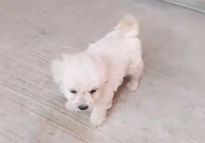 POODLE X MALTES BRANCOS 