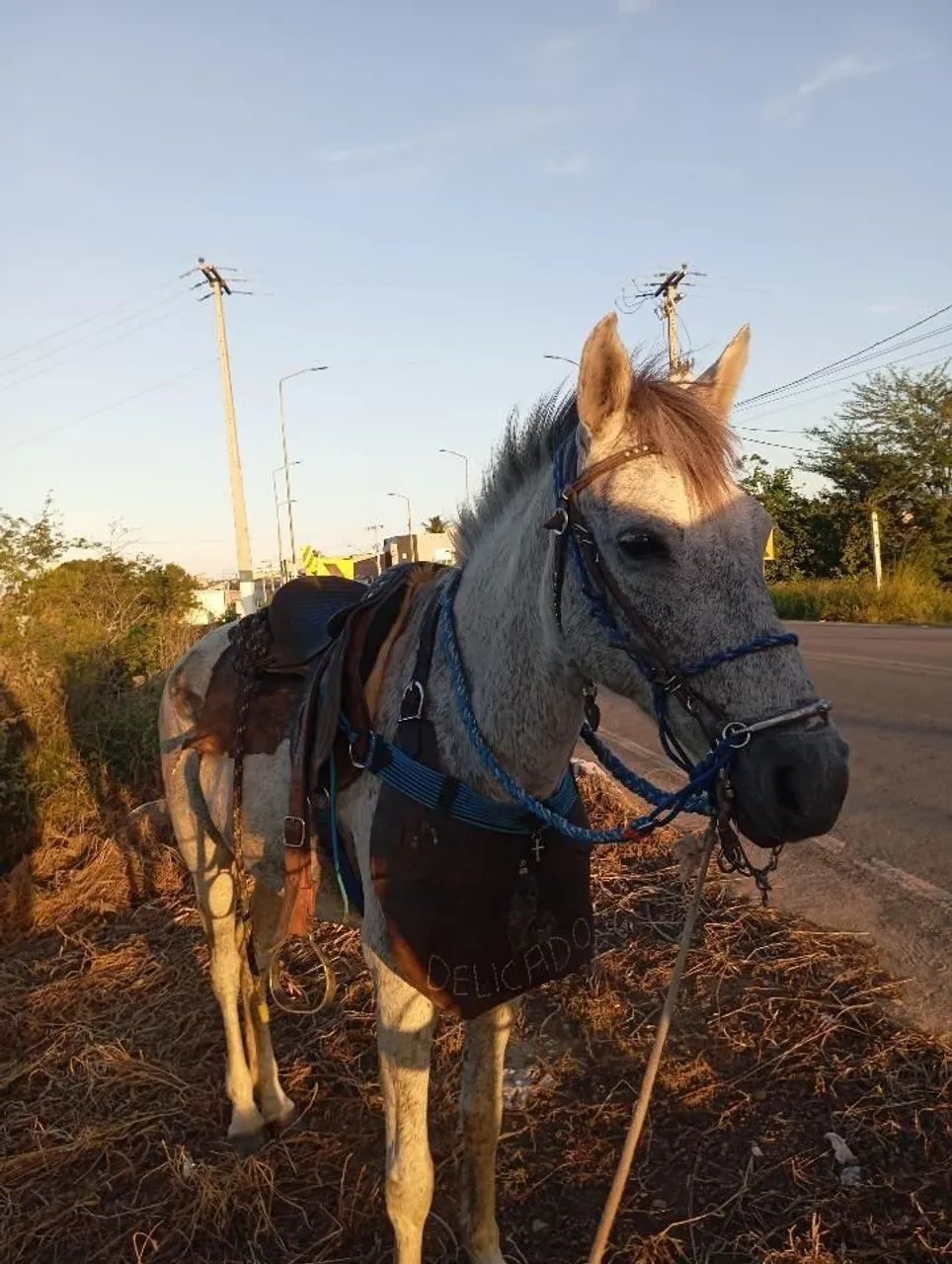 Egua de boi diferente  - Foto 3