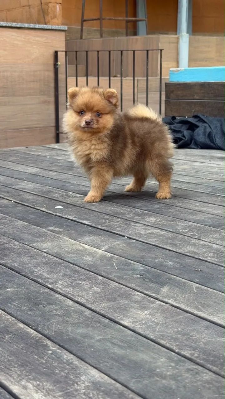 Spitz Alemão Choco Merle  - Foto 4