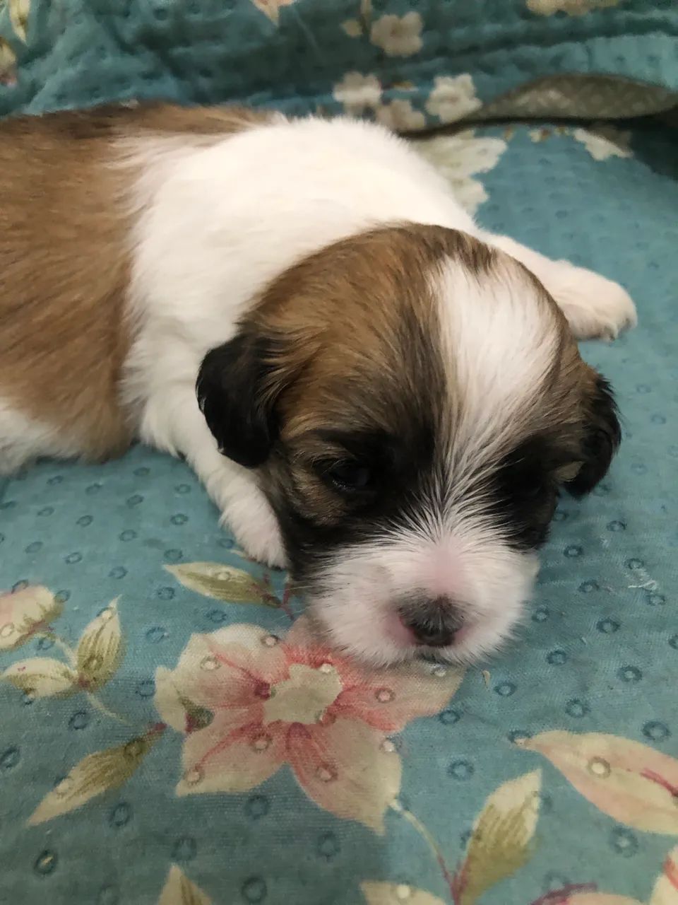 Lhasa apso - Foto 3