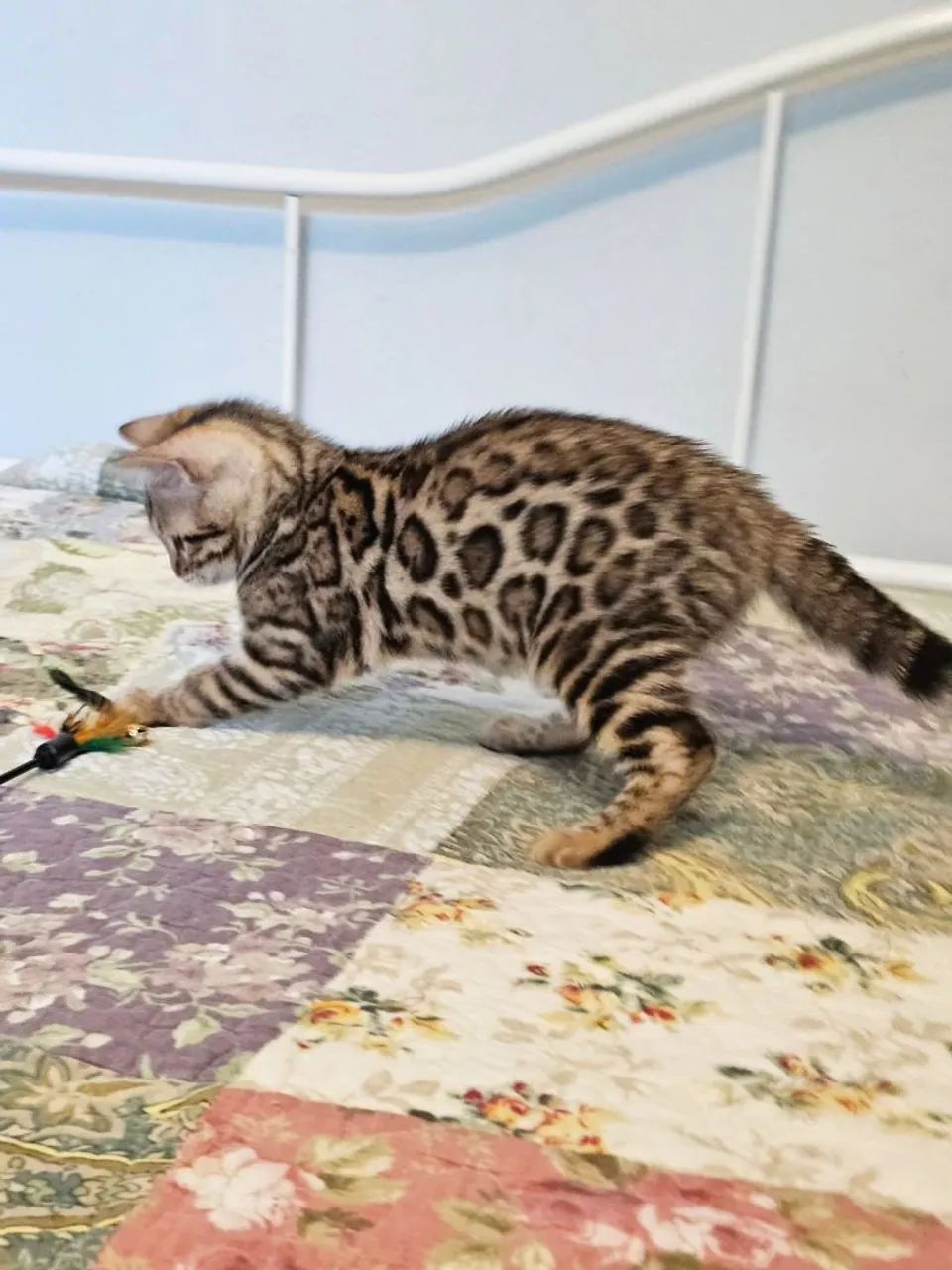 Bengal Cat  - Foto 5