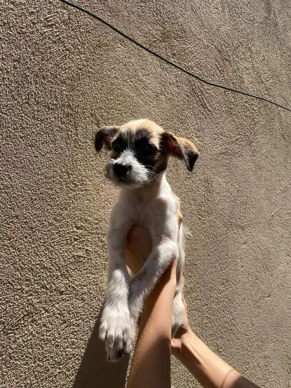 Cachorro Filhote