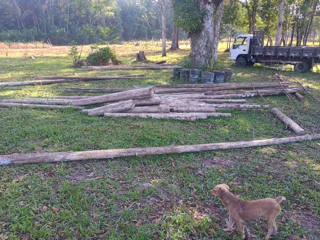 Madeira Lisa de Lei ( Avenida ) - Foto 5