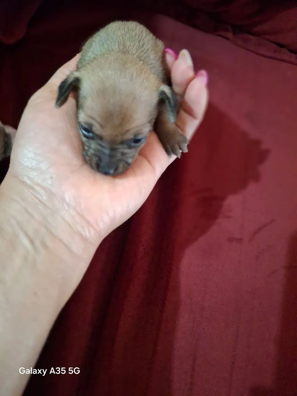 Vendo filhotes de pinscher  - Foto 5