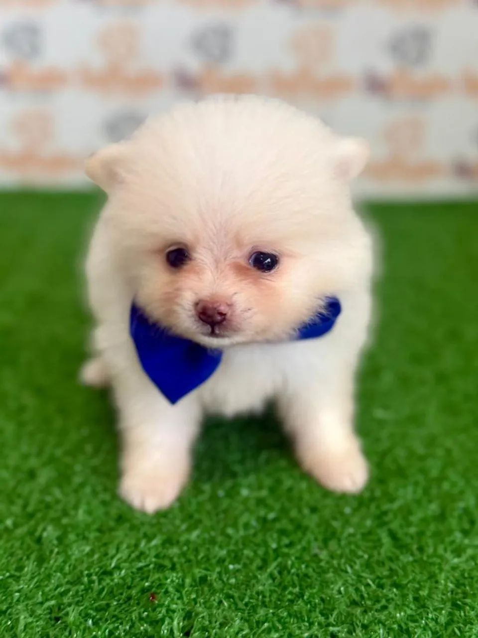 Spitz Alemão Macho 