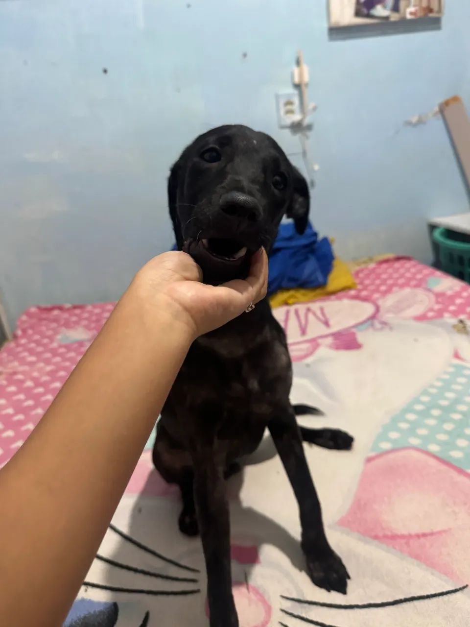 Doação responsável  - Foto 3