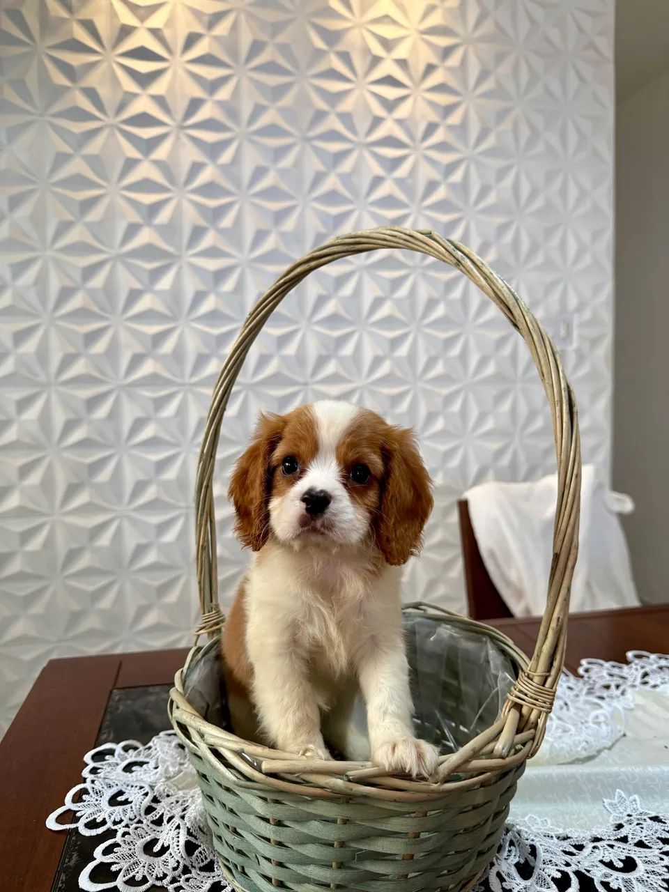     Pequeno Príncipe Cavalier - Charme e Elegância em Cada Detalhe - Foto 4