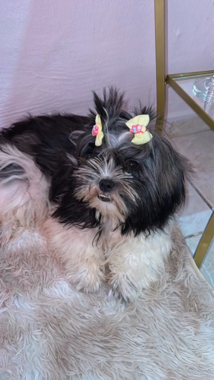 Cachorra Lhasa apso 
