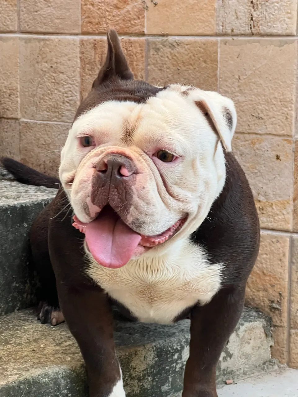 Buldogue Inglês  - Foto 4