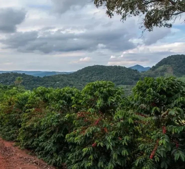 Fazenda de café em Ibiraci/MG - Foto 4