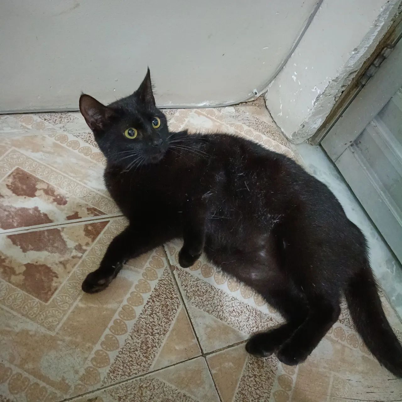 Adoção responsável - Foto 5