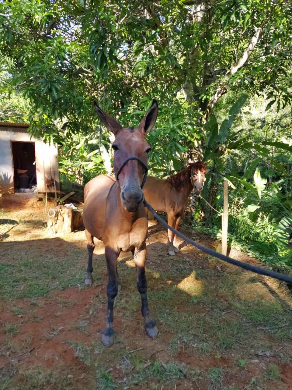 Mula de patrão  - Foto 3