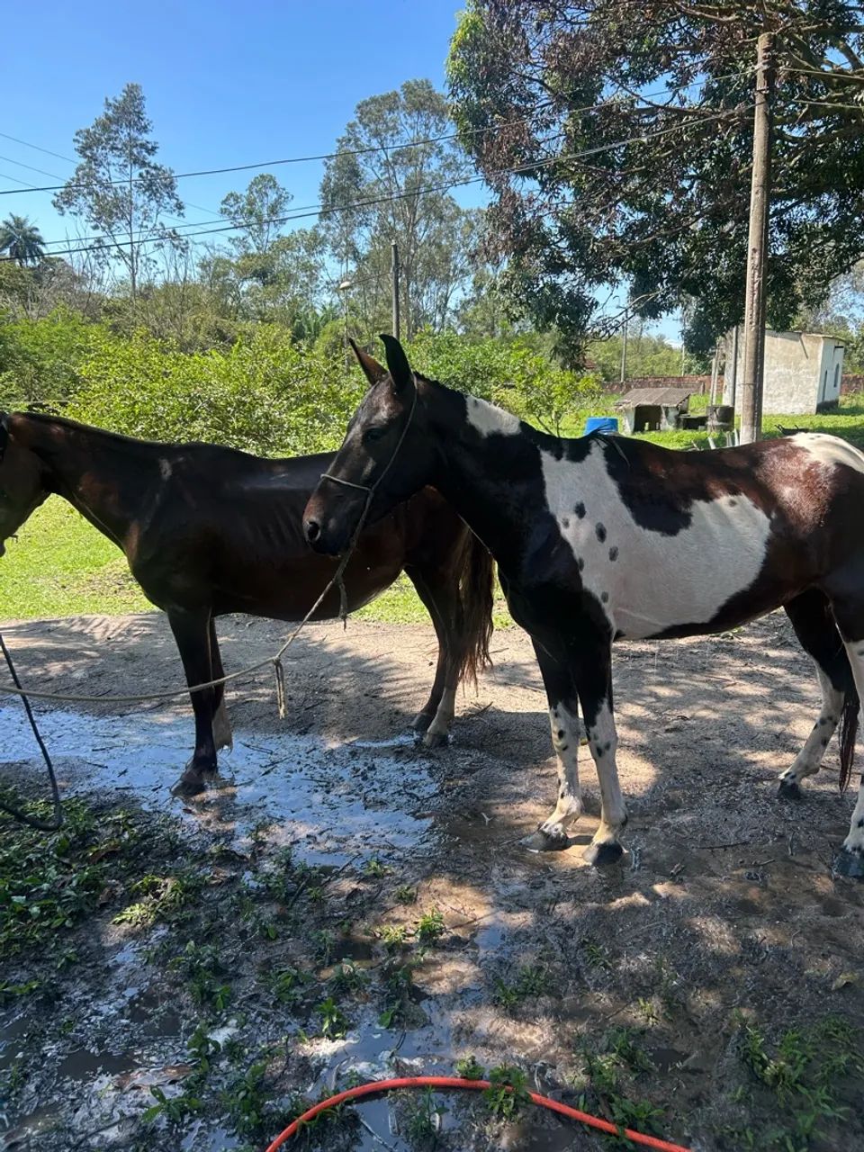 Cavalo - Foto 3