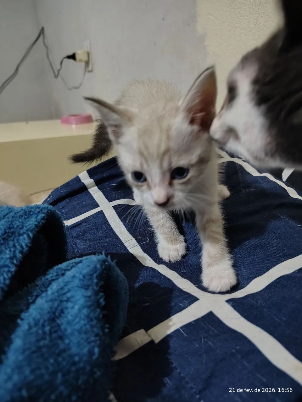 Doação de gatos - Foto 3