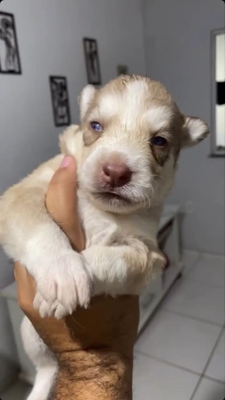 Husky siberiano  - Foto 2