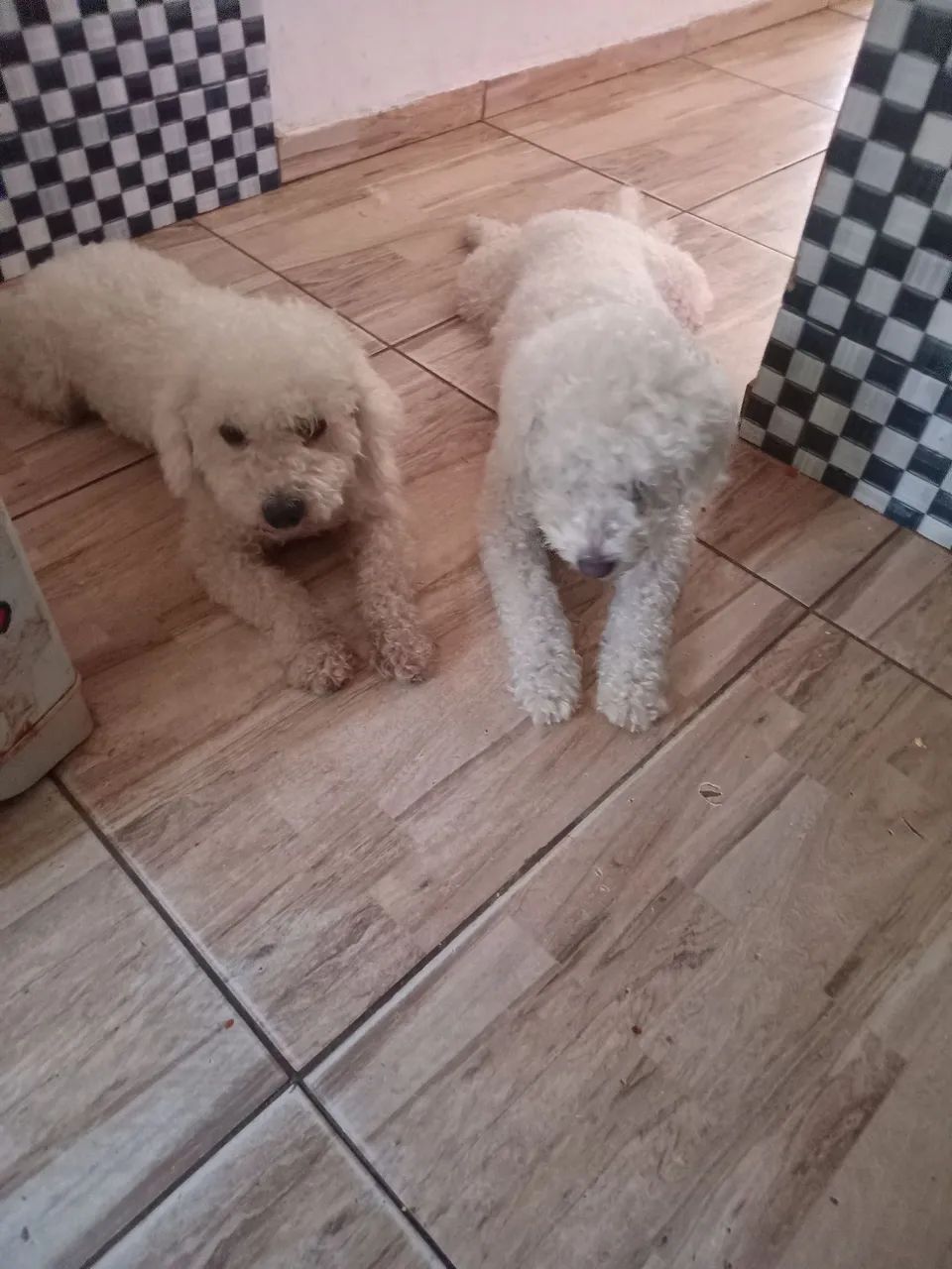 Filhotes De poodles - Foto 5