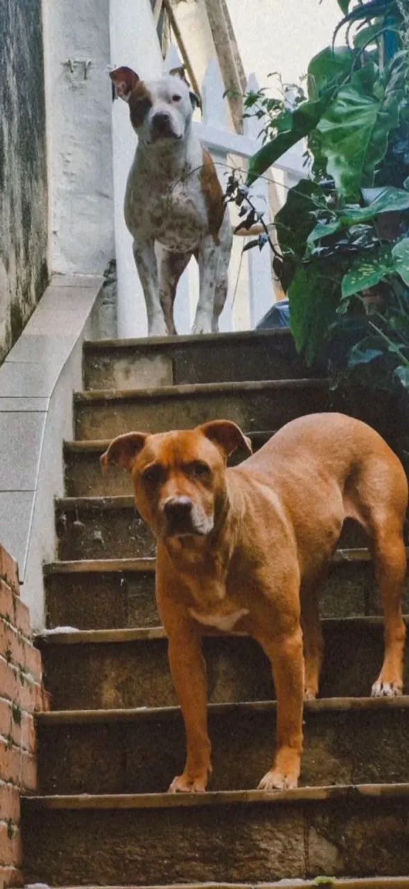 Treinando pessoas e seus cães  - Foto 5