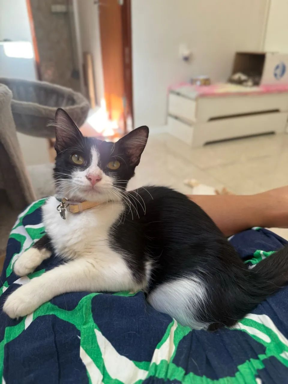 Adoção Responsável  - Foto 2
