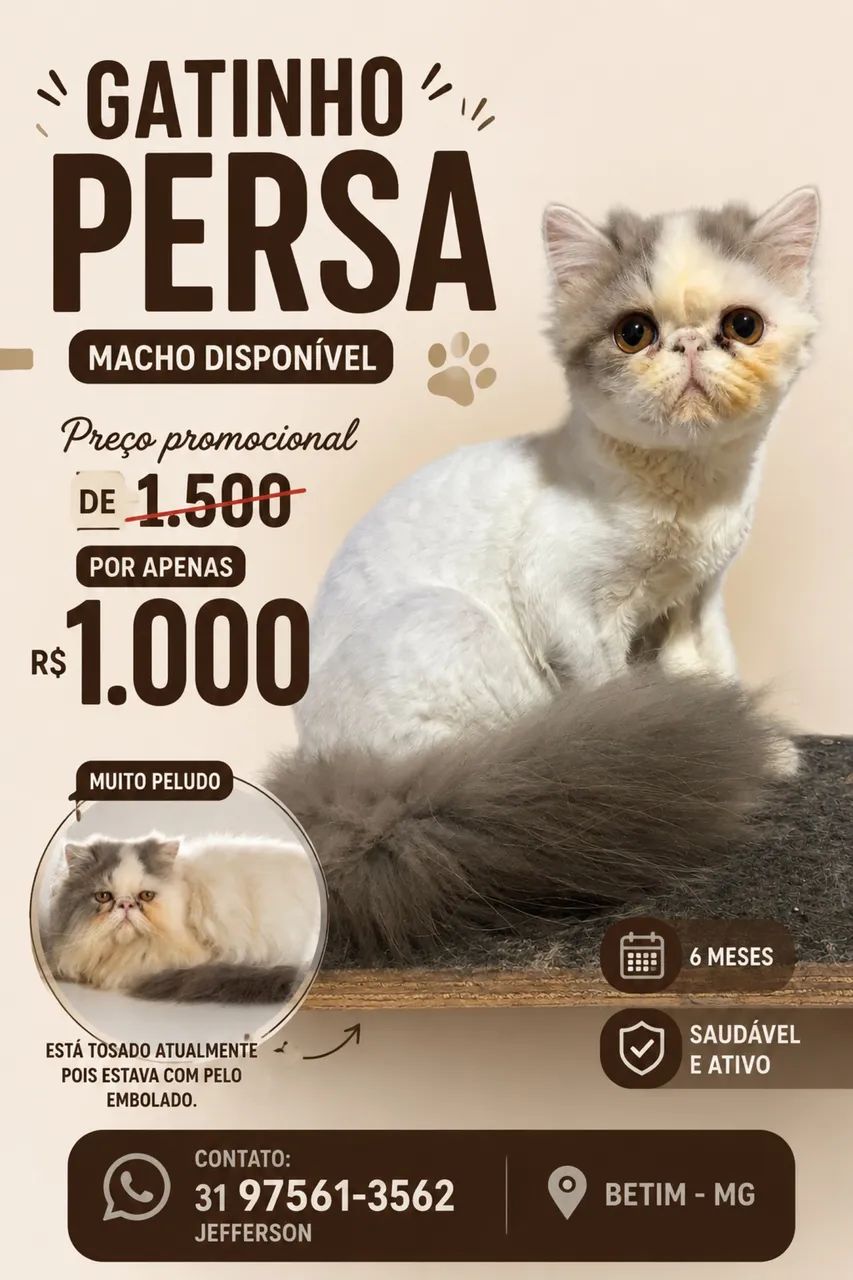 Persa macho 