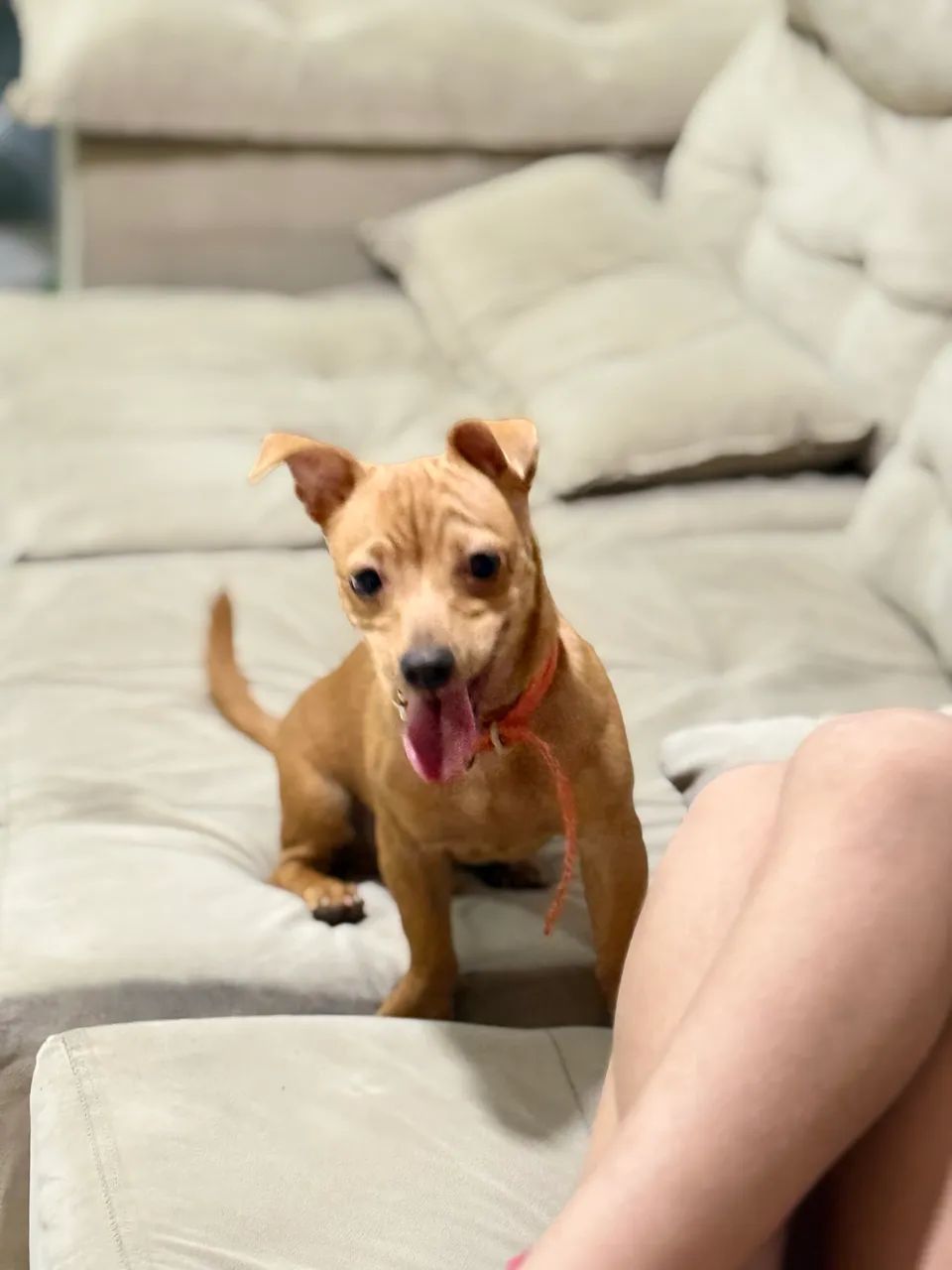 Cachorro - Foto 3