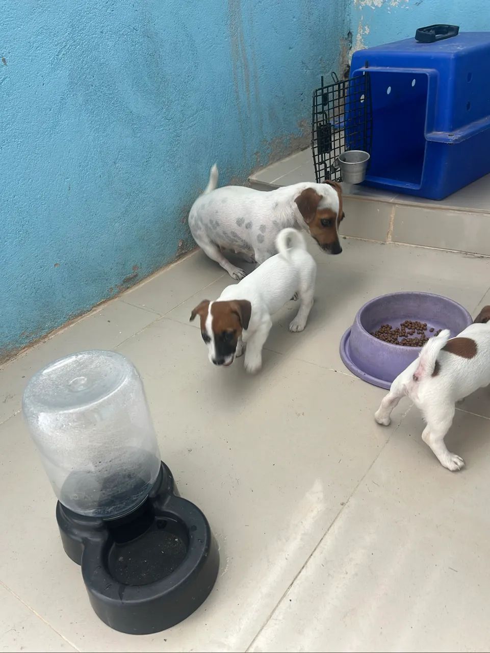 Jack Russel - Foto 3