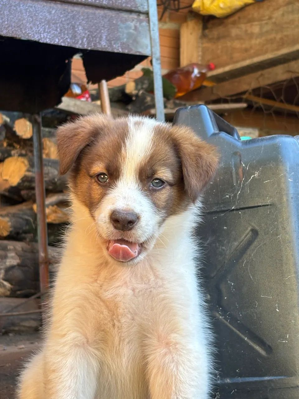 Cachorros  - Foto 2