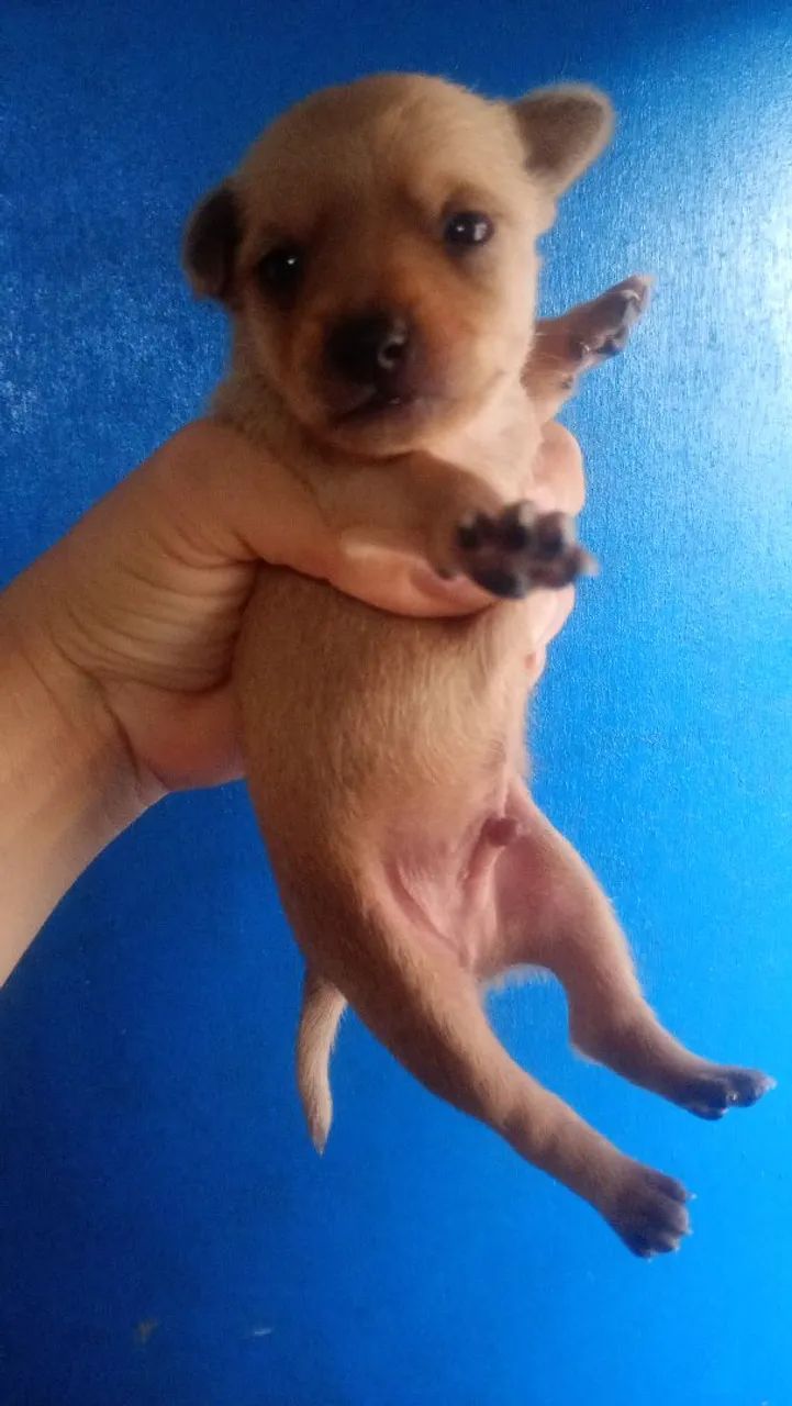 Bebê lindos - Foto 2