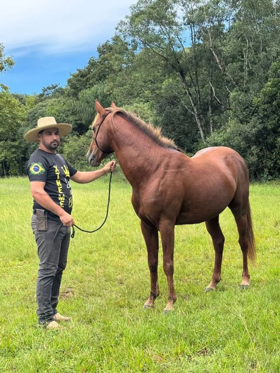 Cavalo Quarto de milha a venda  - Foto 2