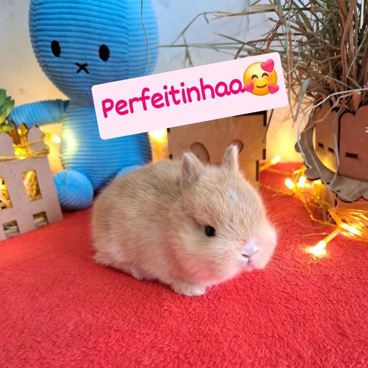 Mini coelhos 