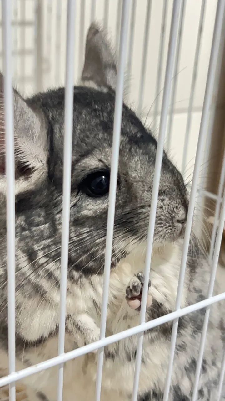 Chinchila+Gaiola+Alfalfa+Ração+Comedouro+Bebedouro