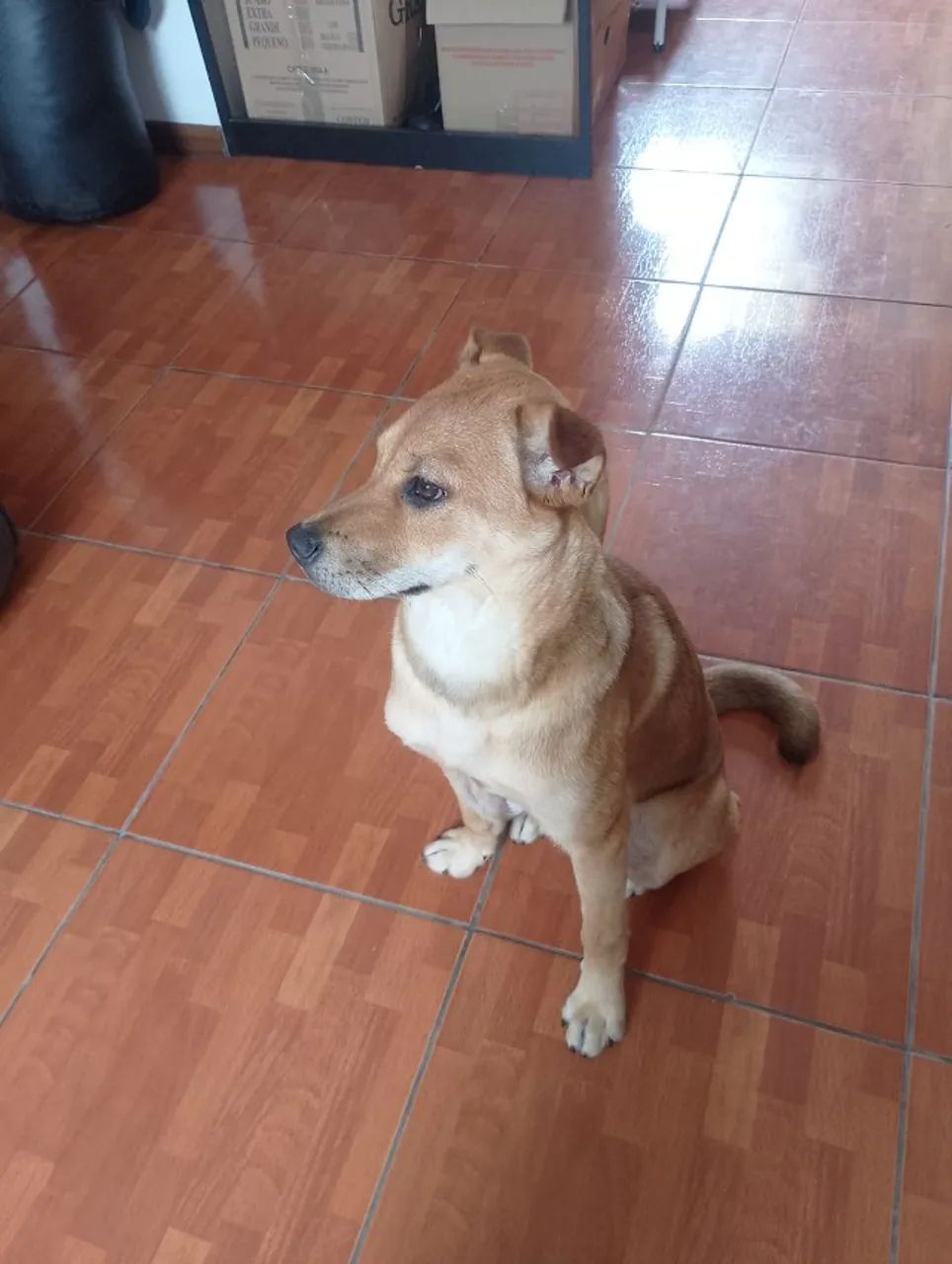 ADOÇÃO - Foto 3