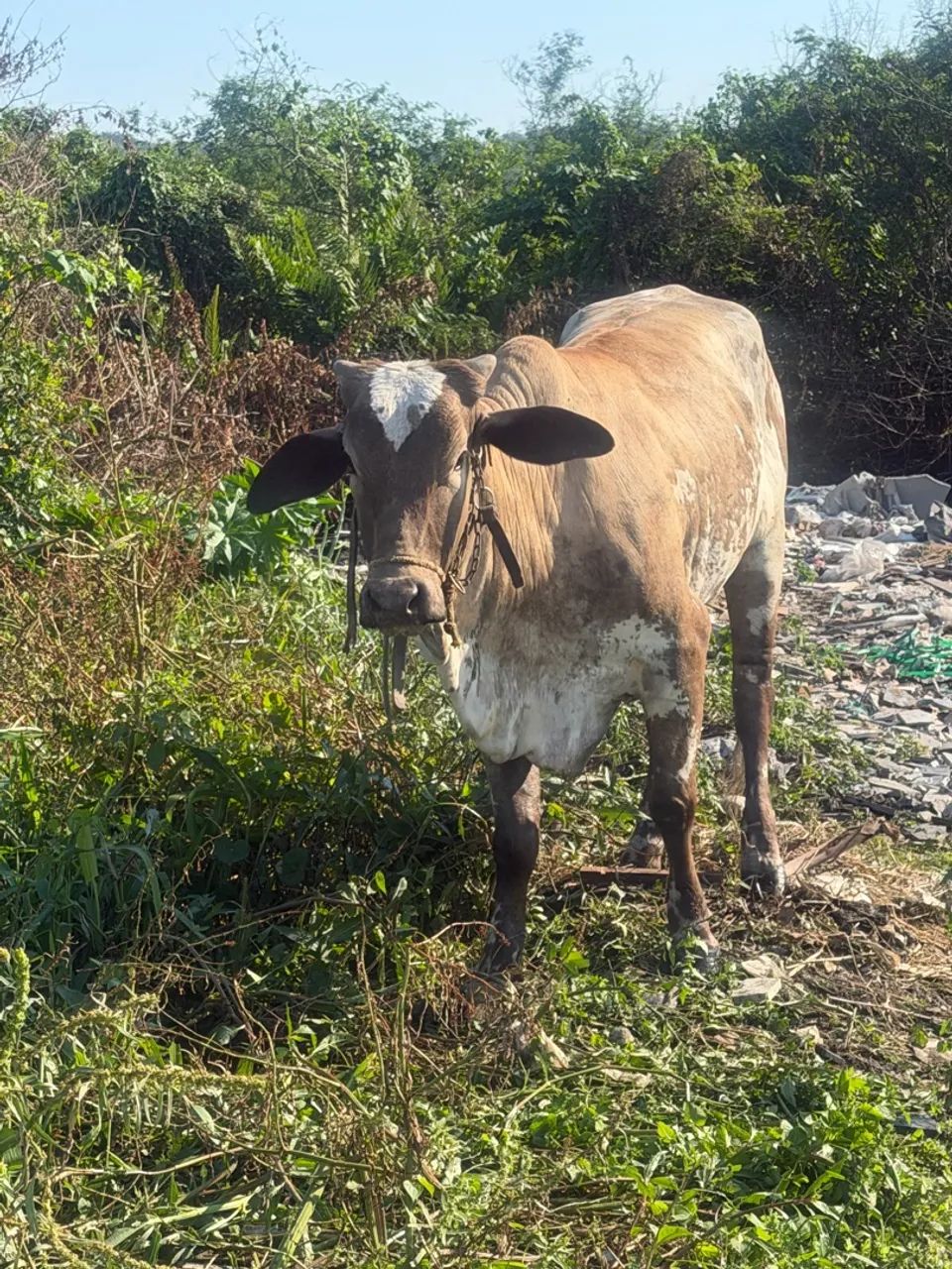 Vaca - Foto 2