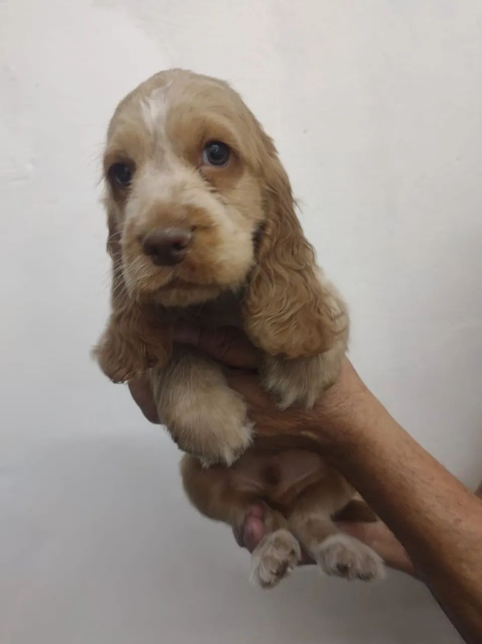 Cocker Spaniel Inglês macho dourado - Foto 2