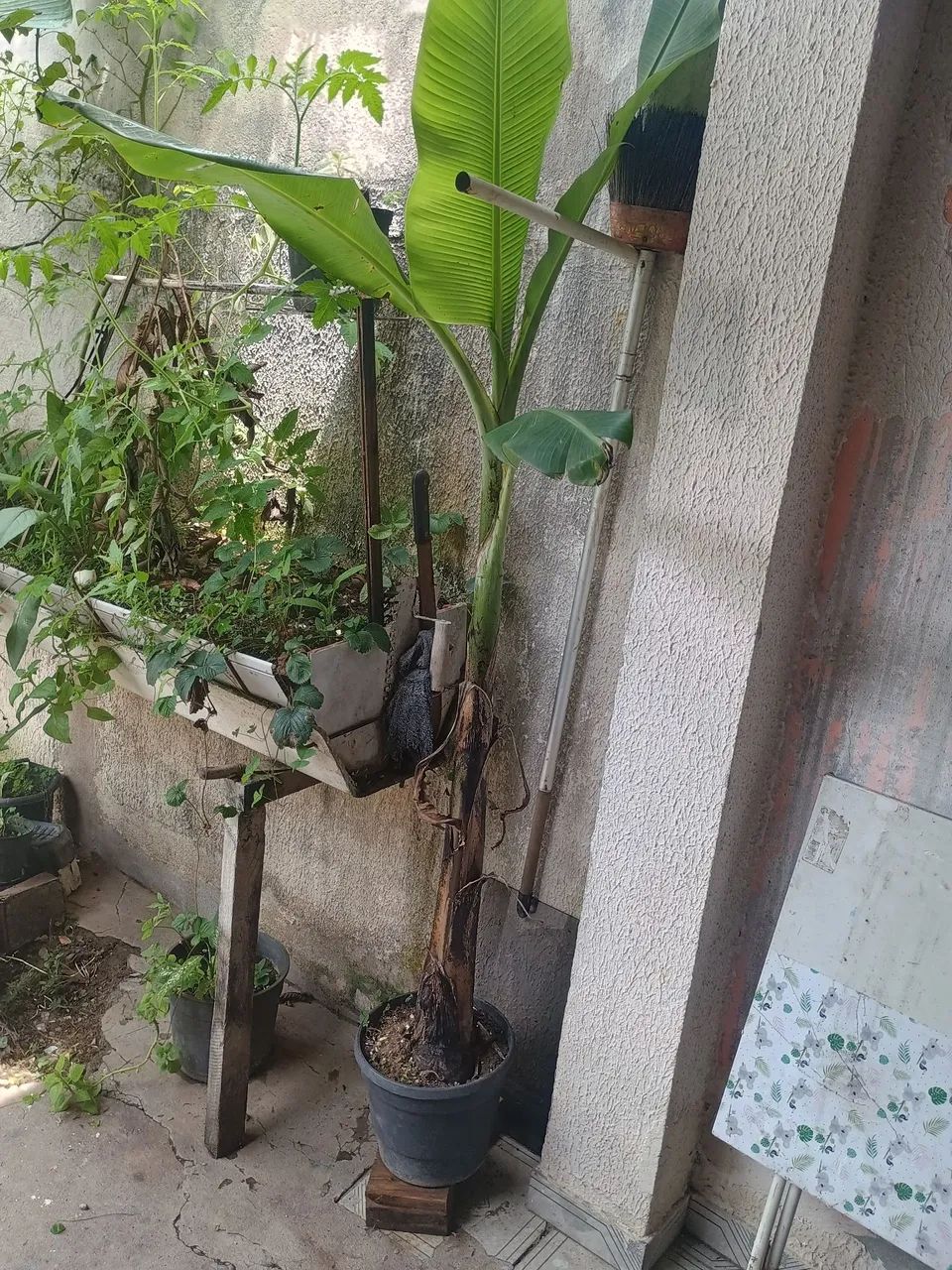 Pe de Banana ? - Foto 3