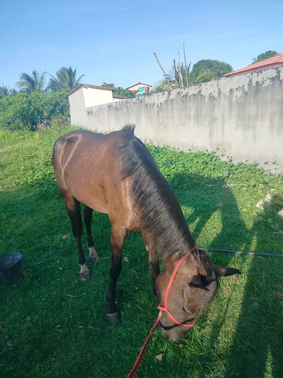 Égua quente, alta, possui rojão e tem 4 anos - Foto 3